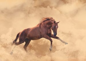 red horse run in the sandstorm